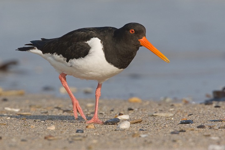 Austernfischer Haematopus ostralegus